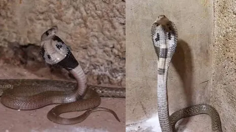 -snakemaster.1.3978880