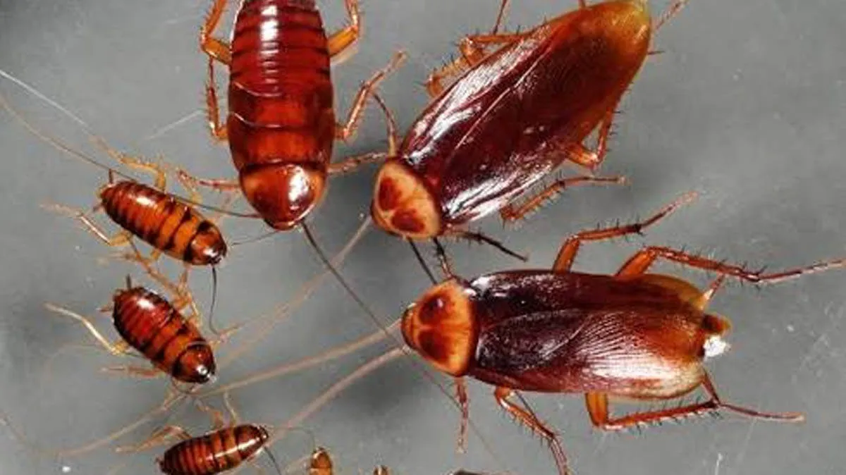 pest-home-remedy-