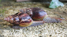 african-snails-health-risk