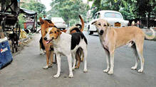 dogs
