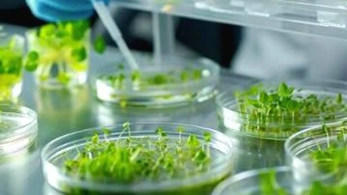 aa