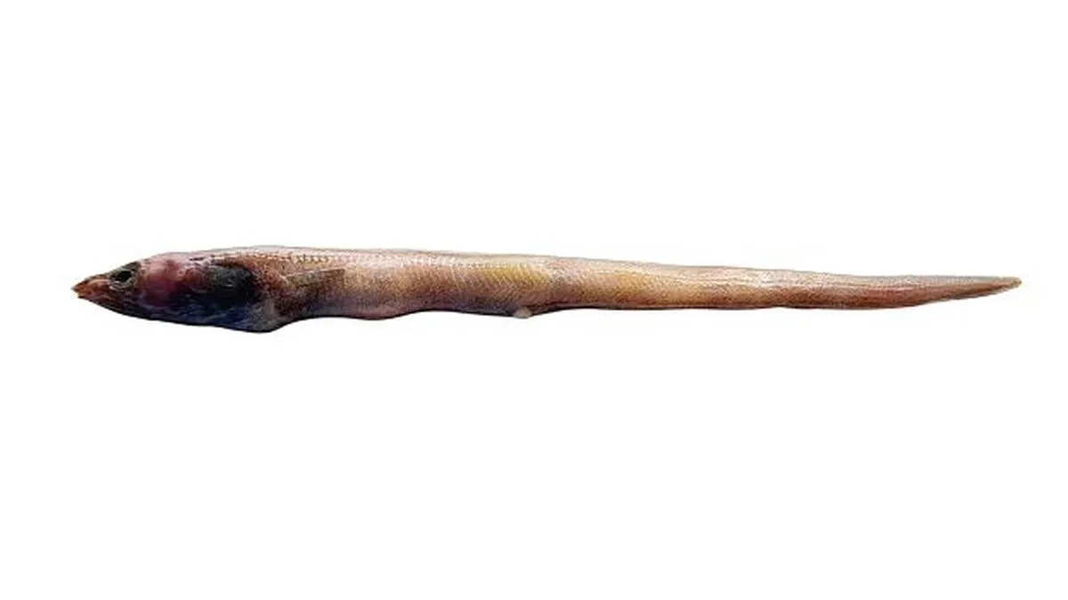 eel-fish