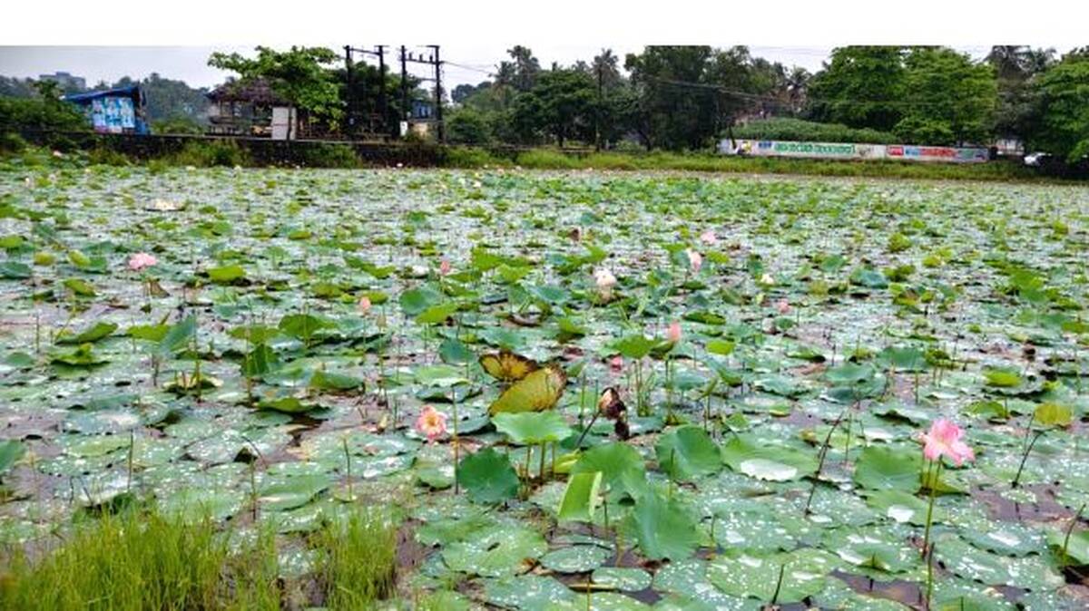 thamara