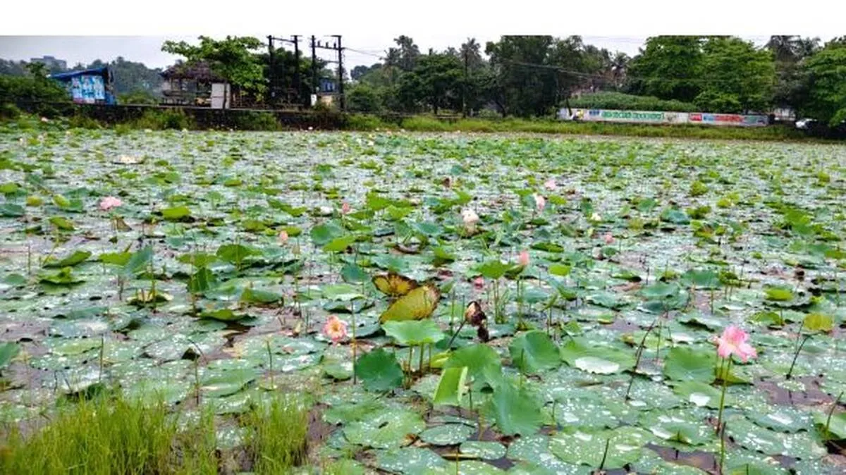 thamara