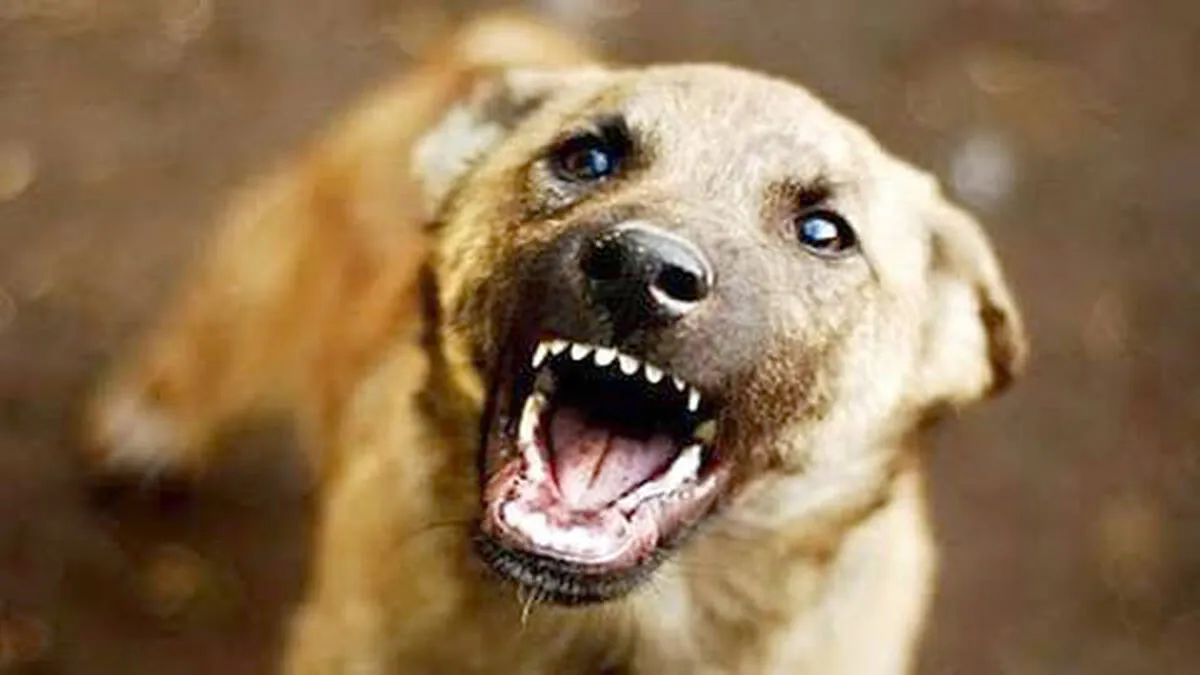 dog dog