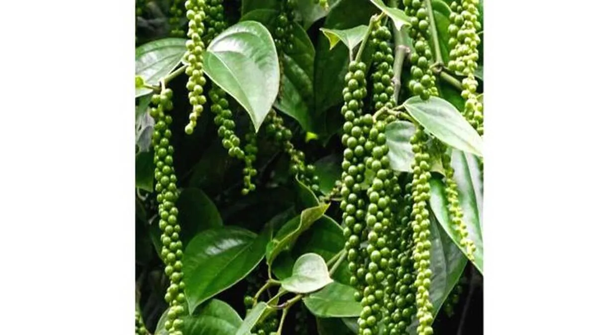 black-pepper black-pepper