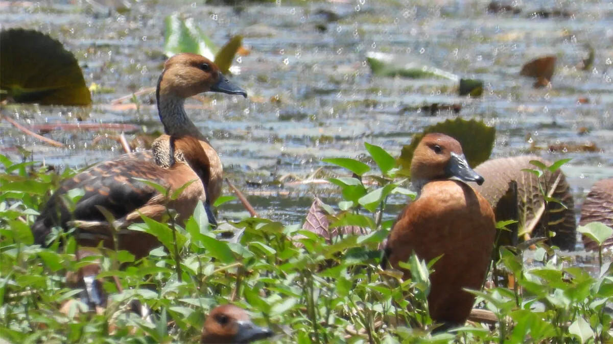 fulvous-whistling-duck