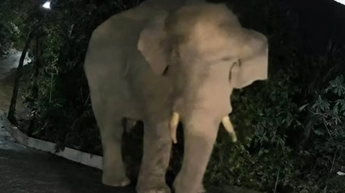 wild-elephant