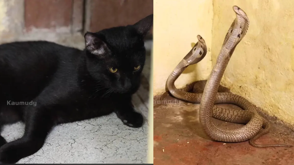 snake