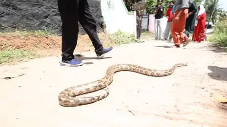 snake-rescue.1.4008710