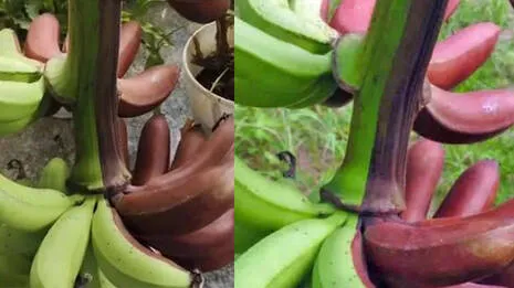 banana-.1.4009304