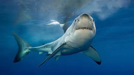 shark.1.4009936