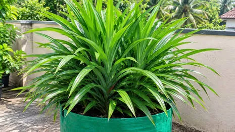 rambha-plant-.1.4012899