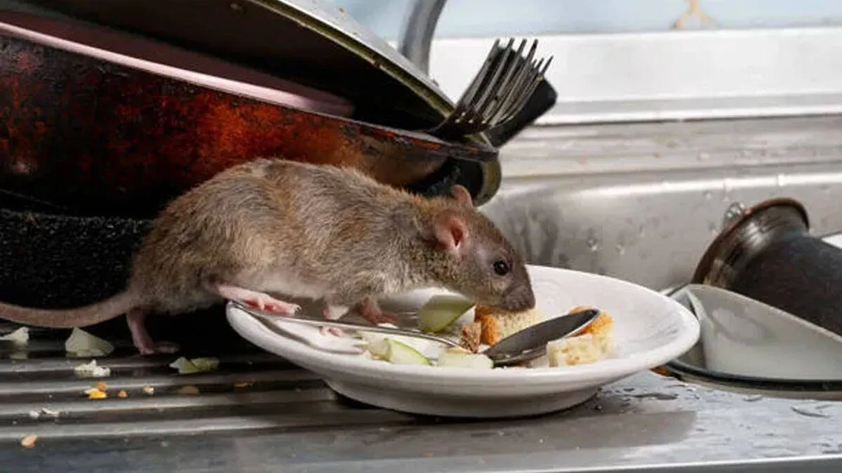 rat