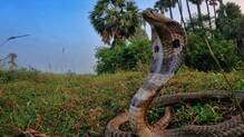 india-snakebite-deaths-patterns-and-risk-factors