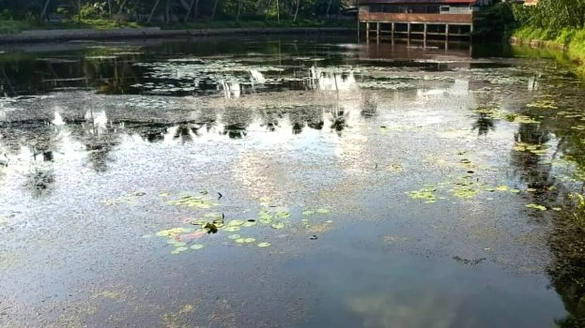 pond