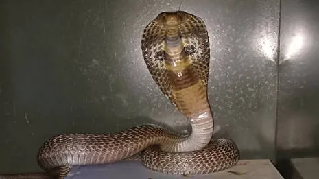 snake.1.4014238