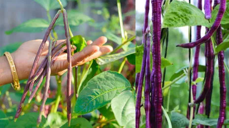 violet-beans-.1.4014595