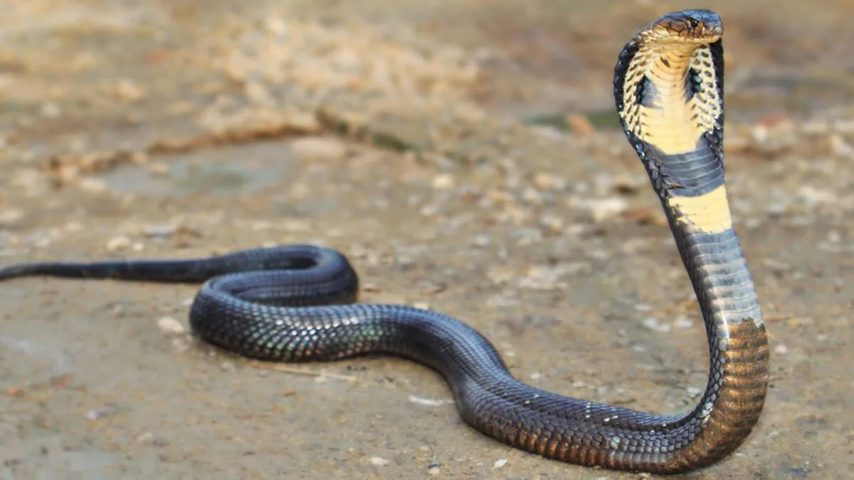 snake