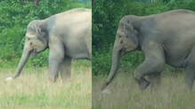 wild-elephant-plays-football-in-assam-numaligarh-video-viral