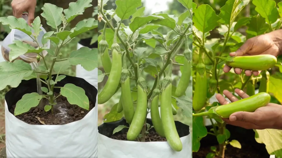 brinjal
