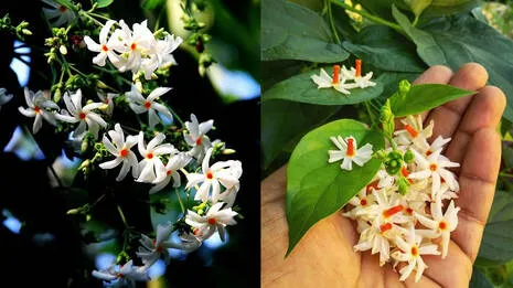 pavizhamalli.1.4022652