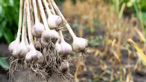 garlic-farming.1.4022663