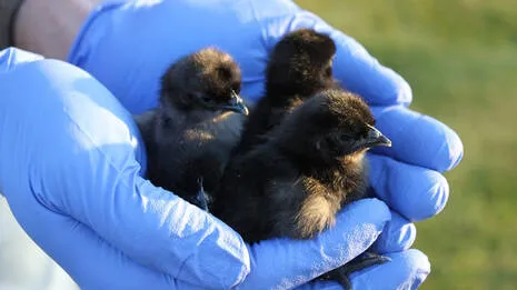 ayam-cemani-chicks.1.4024155