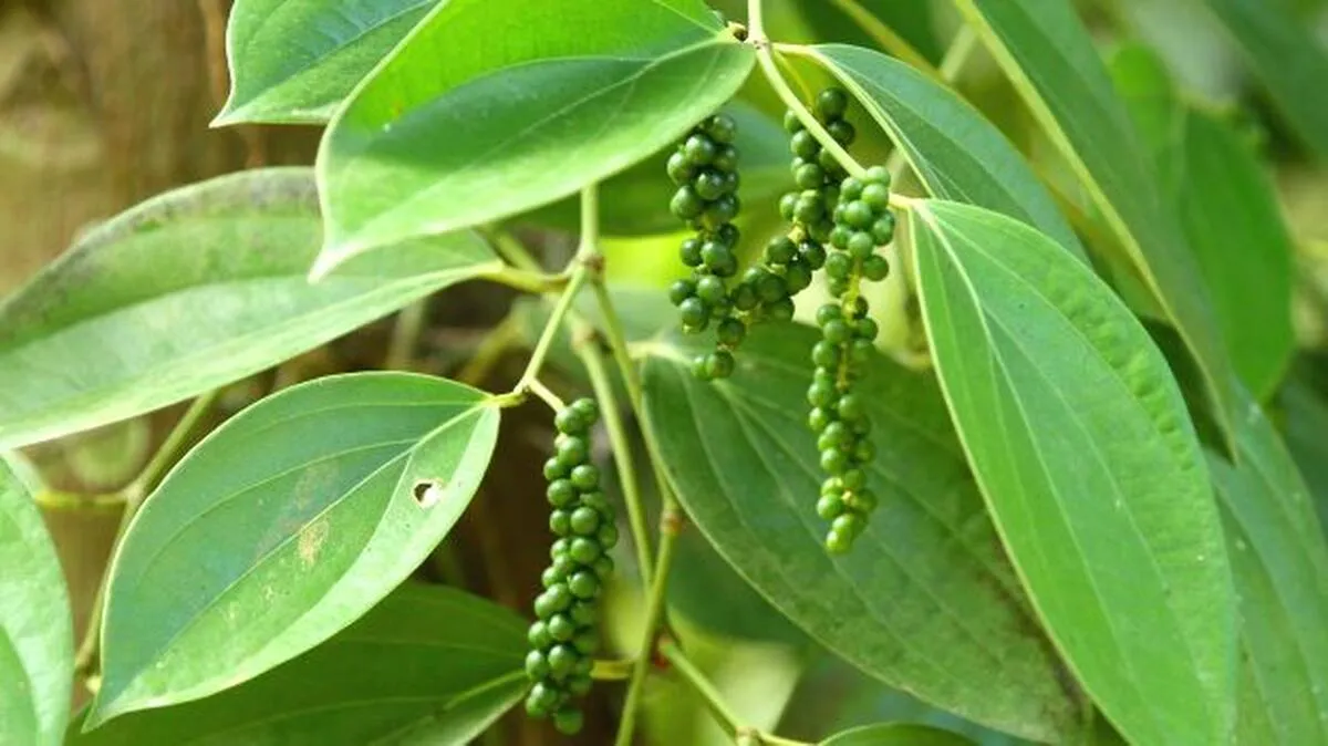 peper