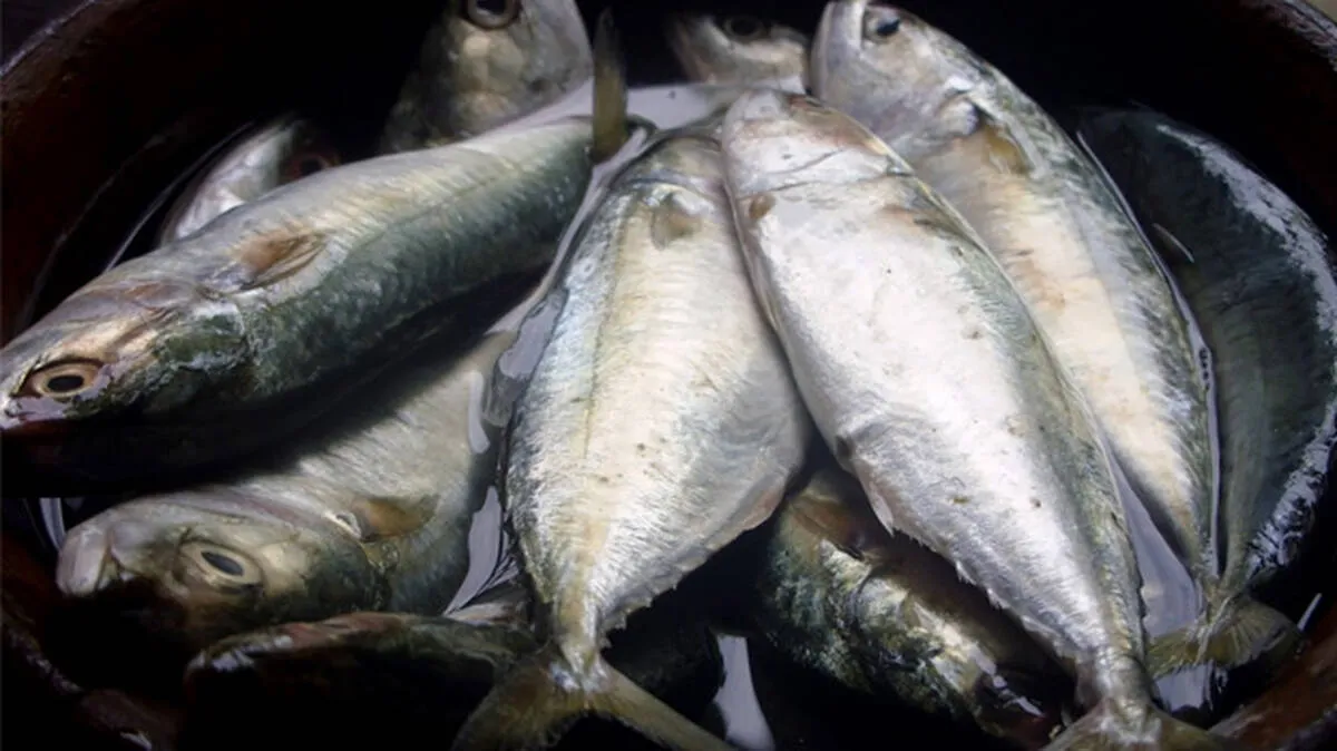 national-fish national-fish