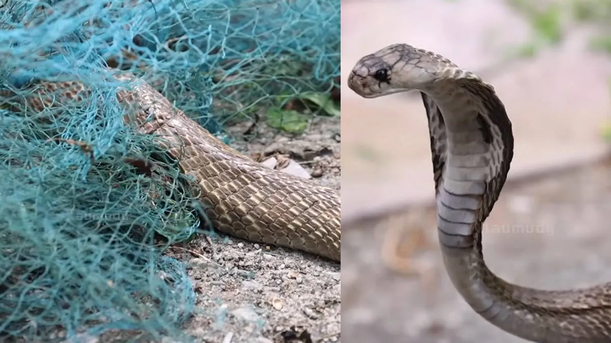 snake