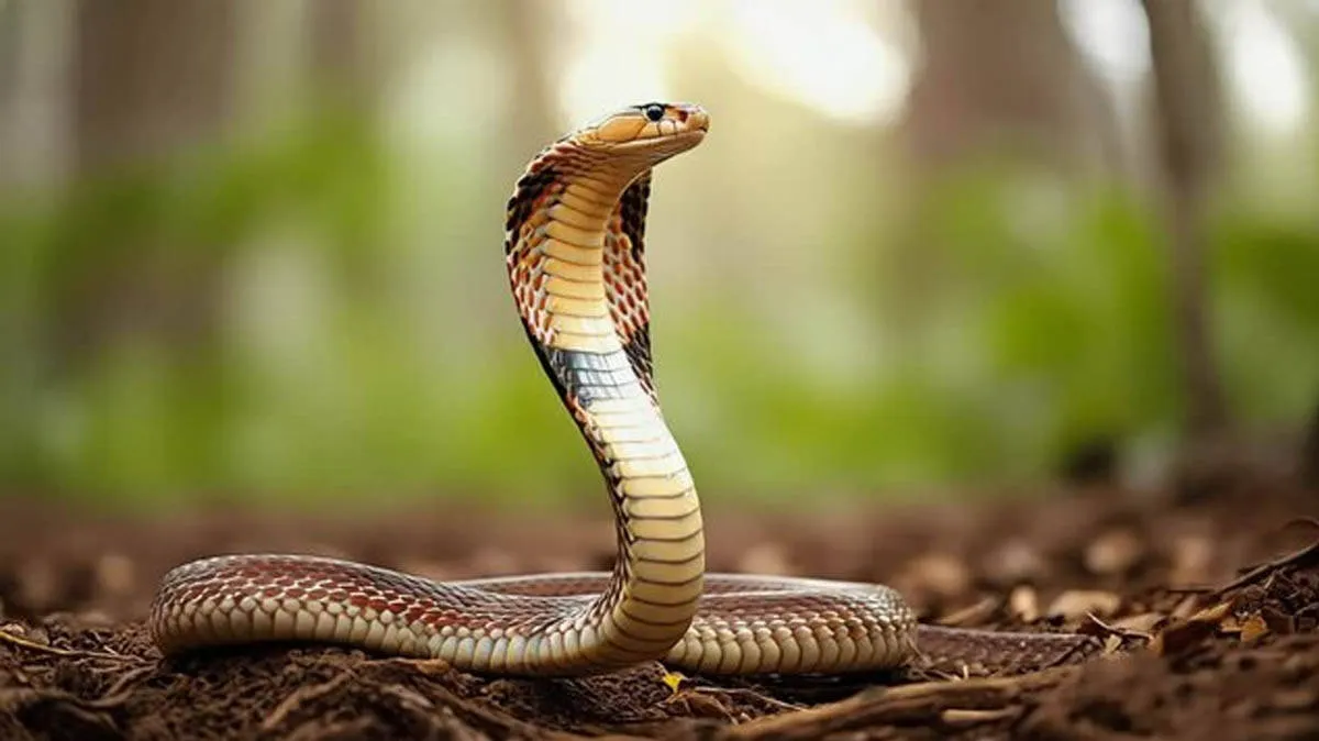 snake