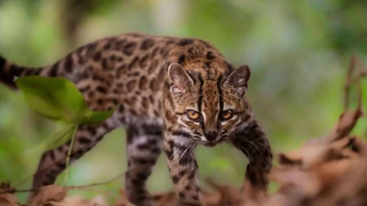 leopardus-tilcayo