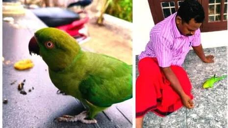 parrot.1.4028570