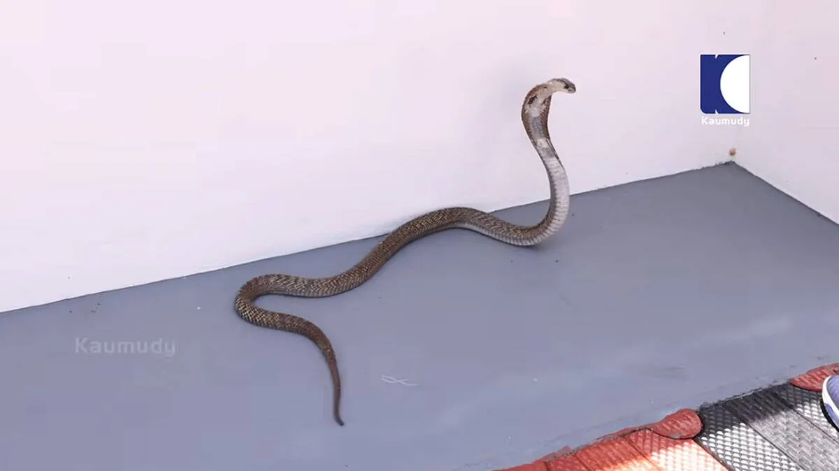 cobra