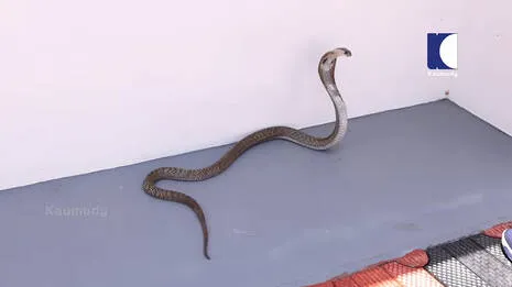 cobra.1.4028585