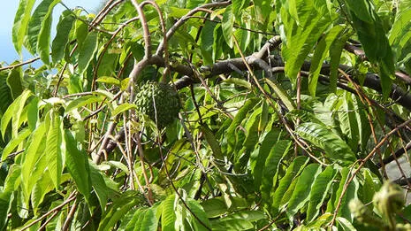 rollinia-tree.1.4030144