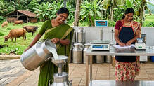 milk-production-decline-dairy-farmers-crisis