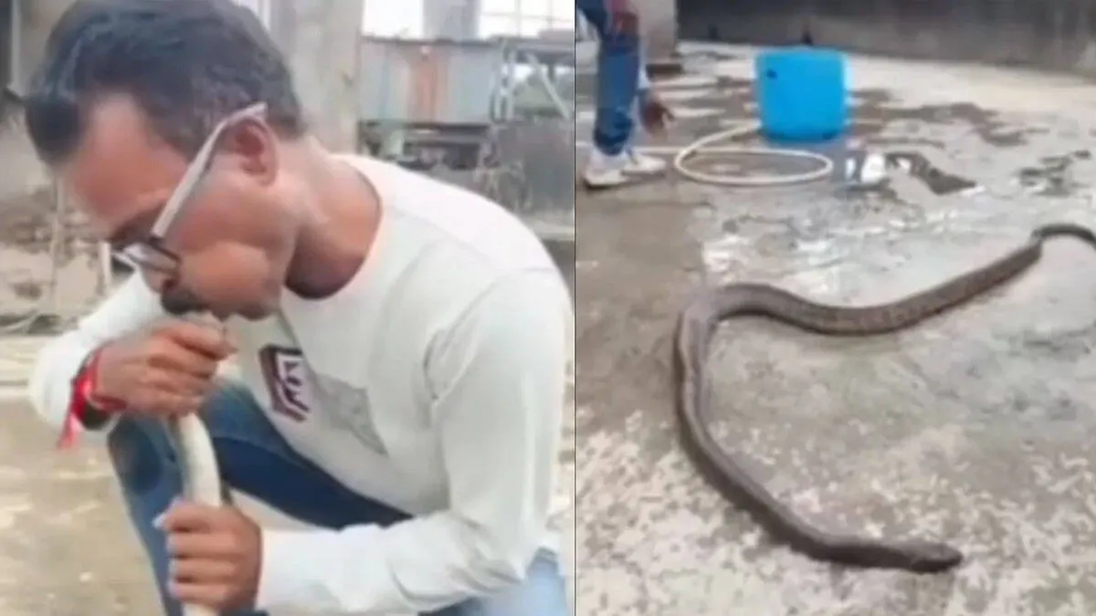 snake