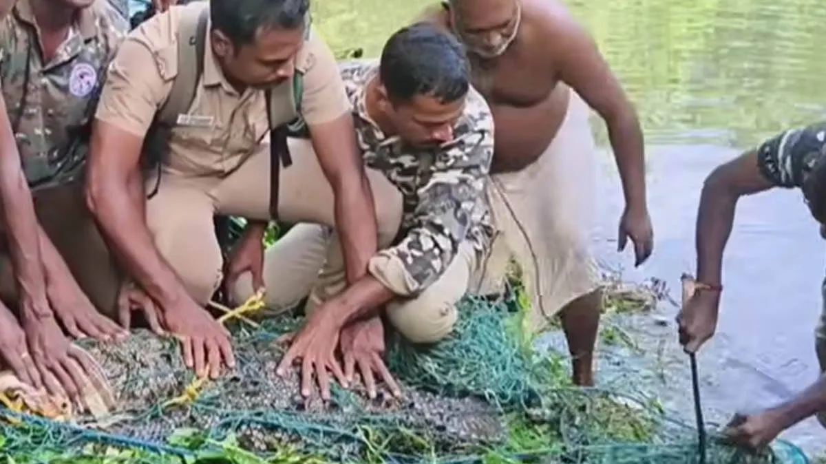 crocodile-