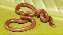 china-nepal-new-blind-snake