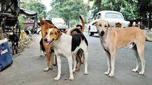 thiruvananthapuram-stray-dog-menace-human-rights-commission-case