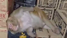 monkey-drinks-alcohol-jharkhand-liquor-shop