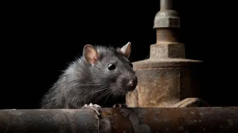 rats.1.4045359