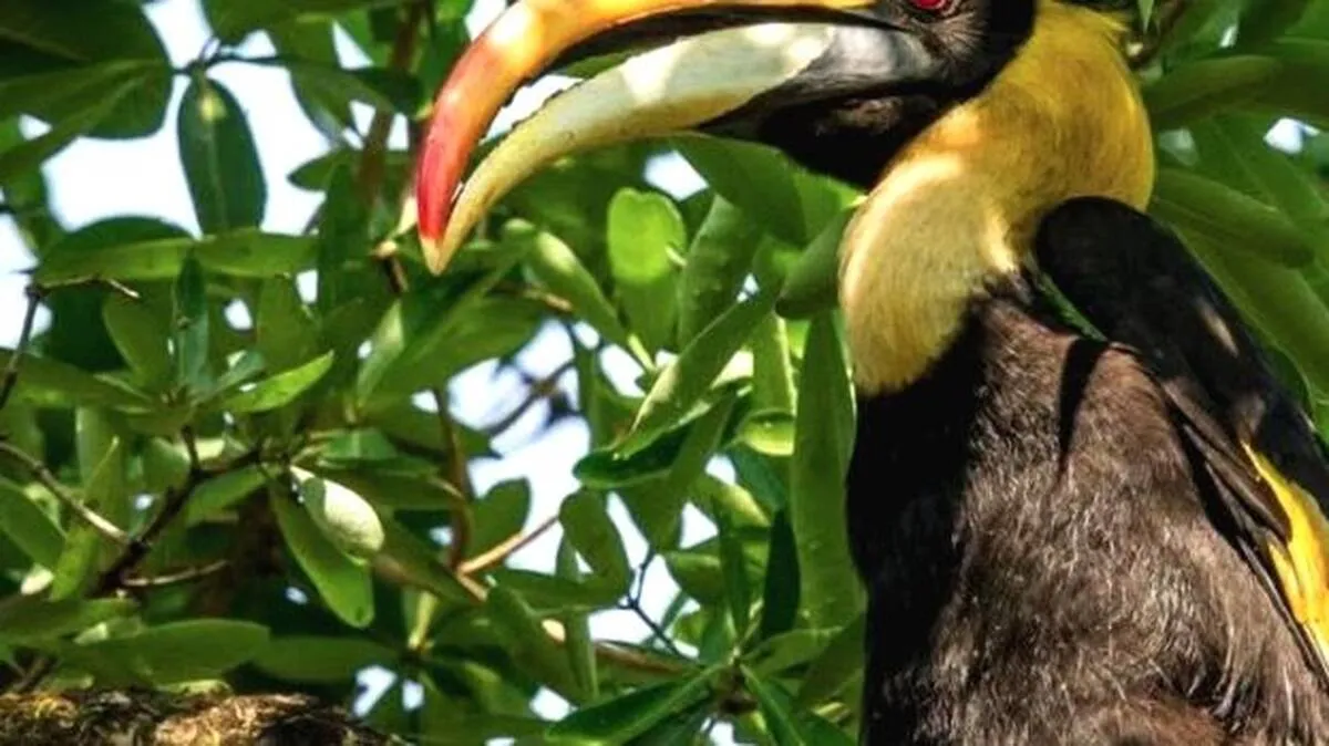 birds-