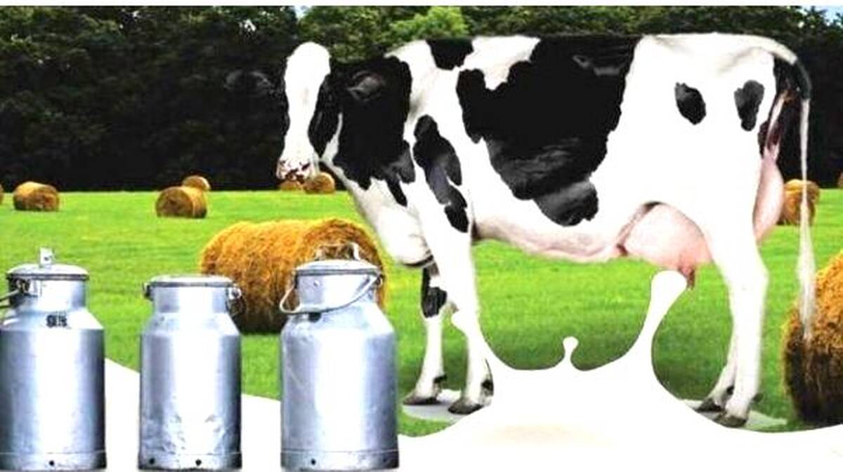 milk