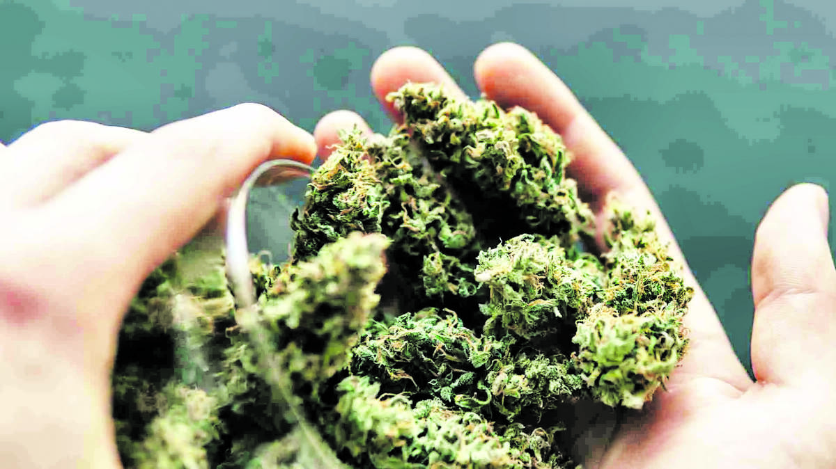 ganja