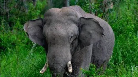 elephant.1791480042