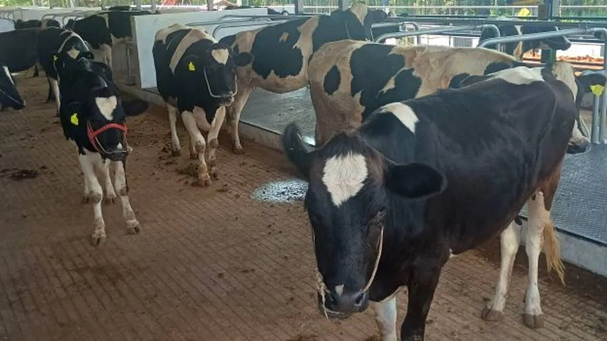 farm