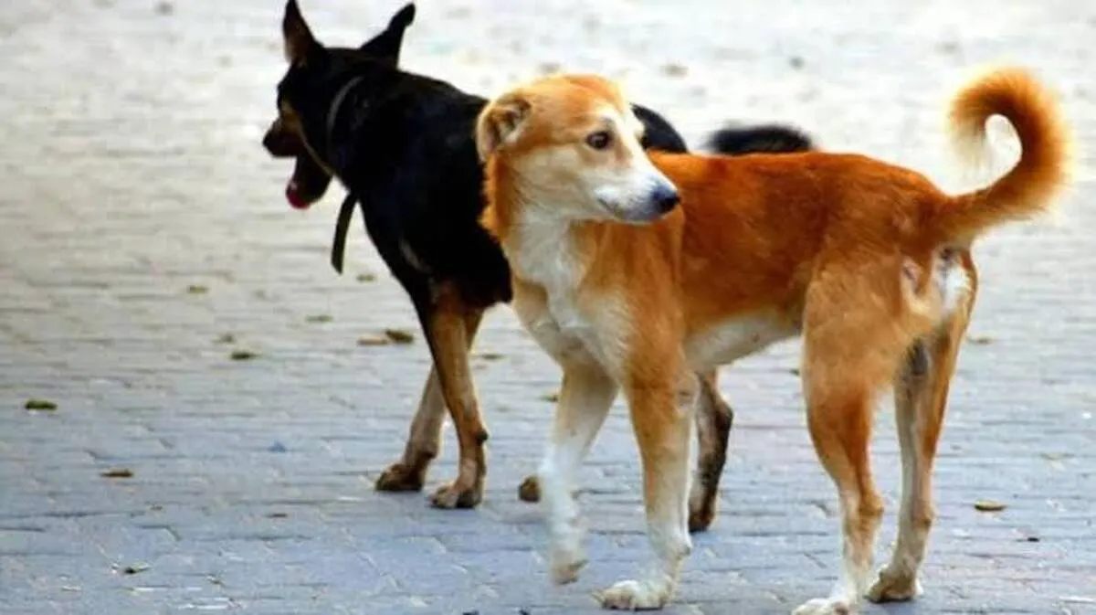 dog